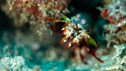 A close-up macro shot of a colorful mantis shrimp, highlighting its striking eyes and vibrant appendages against a blurred underwater background.
