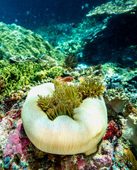 A pair of anemonefish swim around a large fleshy sea anemone on a vibrant coral reef, illuminated by clear shallow water.