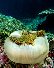 An anemonefish swim around a large fleshy sea anemone on a vibrant coral reef, illuminated by clear shallow water.
