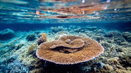 A large table coral dominates a shallow reef scene, surrounded by diverse corals and small reef...