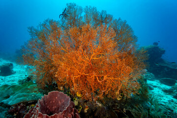 A vibrant orange sea fan dominates the underwater scene, spreading its intricate branches across a coral reef in clear blue water.