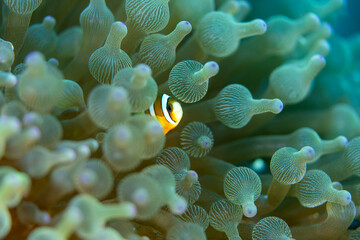 A clownfish hiding amongst teh tentacles of a sea anemone in Indonesia