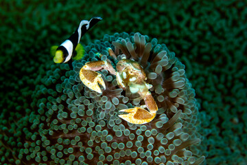 A porcelain crab sits among the tentacles of a sea anemone while a small reef fish swims nearby, creating a vibrant close-up of marine life in Bali, Indonesia.