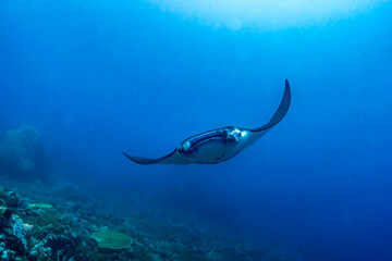 A manta ray glides gracefully through open blue water above a coral-covered seabed, creating a calm and expansive underwater scene.