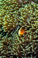 A clownfish nestles deep among the curled tentacles of a sea anemone, creating a detailed and colorful close-up of their symbiotic relationship.