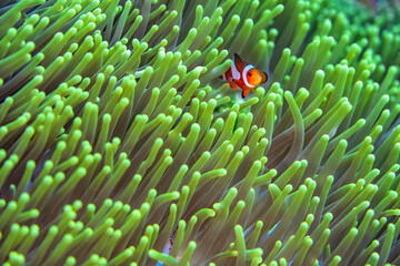 A clownfish nestles deep among the curled tentacles of a sea anemone, creating a detailed and colorful close-up of their symbiotic relationship.