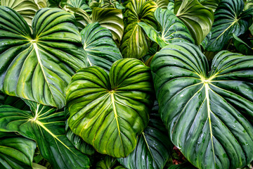 Large, glossy tropical leaves overlap densely, displaying deep green tones and prominent vein patterns.