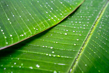A close-up of a large green leaf showcases fresh water droplets resting along its central vein and textured surface.