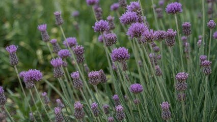 Obraz premium Purple lavender flowers in a green field with stems and leaves.