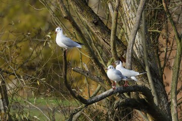 mouettes