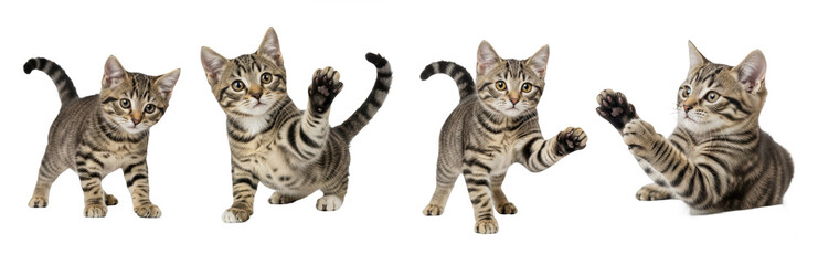 Domestic Cat Felis catus isolated on white background kitten set wildlife nature animal paws up play plumage fur fauna mammal biology photography cutout graphic high-resolution sharp focus macro