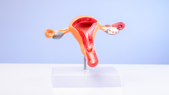 A model of a female reproductive organ is on display. The model is orange and red, with a white base. Concept of curiosity and fascination with the human body and its functions. Uterus anatomy model