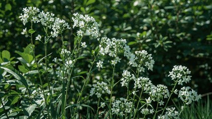 Wildflower plants with white flowers and green leaves in natural outdoor setting.