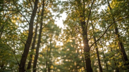 Fototapeta premium Sunlight filtering through trees in a forest scene.