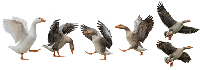 Set Of Domestic Geese isolated on white background, (Anser anser domesticus),  Geese  Flying PNG