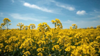 Obraz premium Yellow flowers in a field under a blue sky.