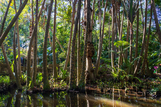 A gorgeous landscape at Pinecrest Gardens in Pinecrest  Florida USA