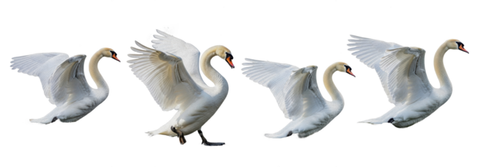 Set Of Mute swan (Cygnus olor) isolated on white background. White Swan PNG 