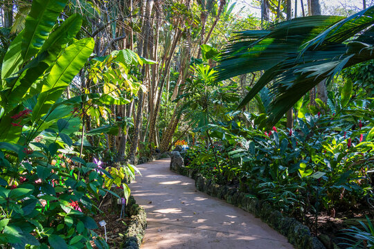 A gorgeous landscape at Pinecrest Gardens in Pinecrest  Florida USA