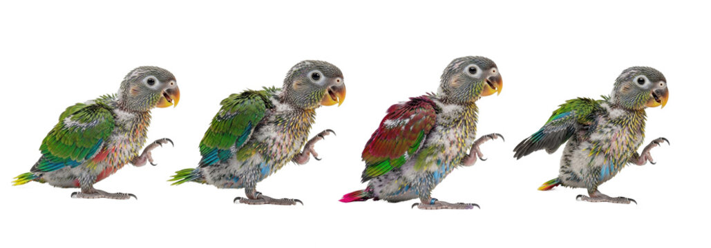 Set Of Senegal Parrot Chicks isolated, macaw Chick PNG, (Poicephalus senegalus) , Parrot Chick PNG