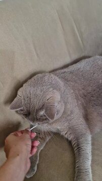 Vertical, medium shot of a gray British Shorthair cat biting a white cotton swab held by a hand. The footage shows its yellow eyes, teeth, and paws grabbing the Q-tip on a beige sofa at home.