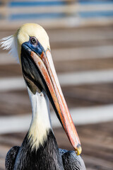 side profile of a pelican