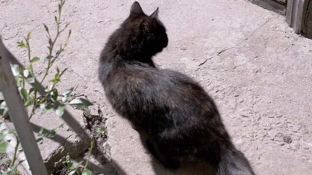 A serene ginger cat finds respite from the sun, curled up on the cool earth, embodying tranquility and peace.