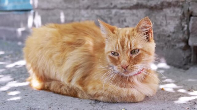 A fluffy ginger cat with a red collar rests peacefully near a wall, basking in the dappled shade. This tranquil scene evokes a sense of calm and contentment.