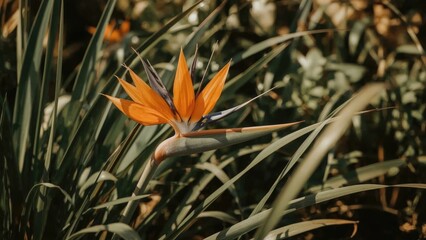 A vibrant orange flower emerging among green foliage and grass blades.