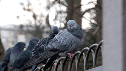 Pigeons perched quietly on a rusty fence at dawn