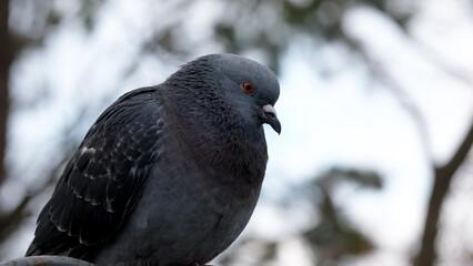 Captivating gray pigeon perched quietly at dusk high above the ground