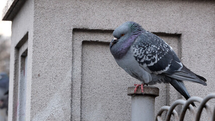 Pigeon perched on a post with a city backdrop at twilight