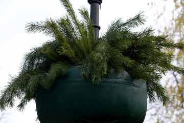 Greenery bursting from a hanging planter in autumn's gentle embrace