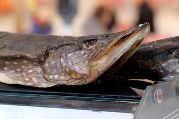 Fresh fish display at the market on a sunny day in spring