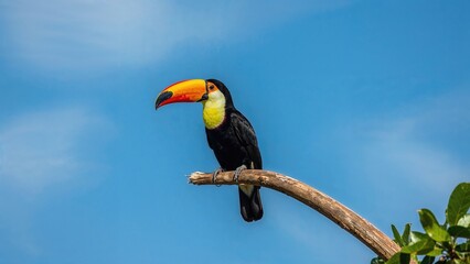 Fototapeta premium A toucan perched on a branch against a blue sky background.