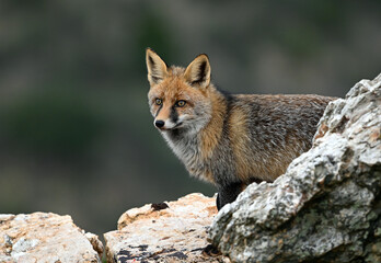 A red fox in the mountain