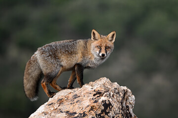 Naklejka premium A red fox in the mountain