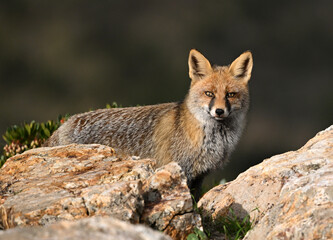 A red fox in the mountain