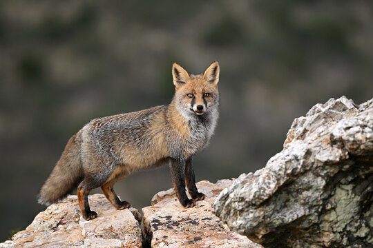 Red fox (Vulpes vulpes) standing on a rock