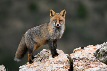 a beautiful red fox in the mountain