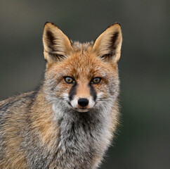 Red fox (Vulpes vulpes) standing on a rock