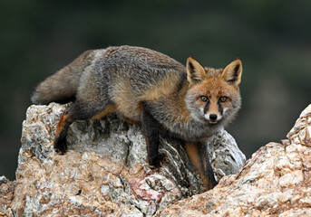 Red fox (Vulpes vulpes) standing on a rock