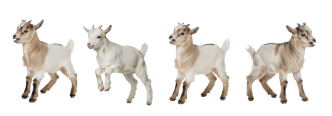 Set Of Goat Baby Kid isolated on transparent background, Young Goat PNG 