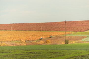 Vineyards with red and orange leaves and a pair of blue tractors working in the fields on a sunny autumn day
