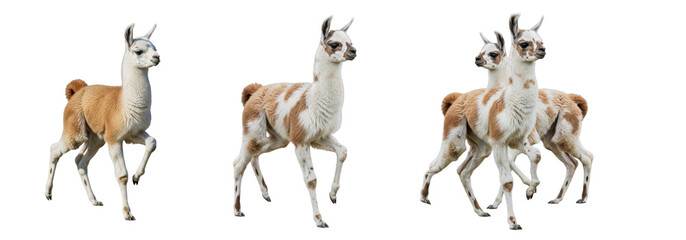 Set Of Llama Stands isolated on transparent background, Llama, Camelid, Lama Glama PNG © moqddam