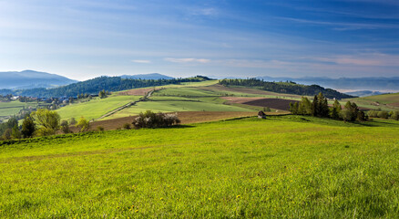 nature, summer, spring, greenery, sunny day, the arrival of summer, grass, trees, view, without people, relaxation, silence, outside the city, peace, the most beautiful, flora,