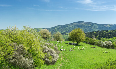 nature, summer, spring, greenery, sunny day, the arrival of summer, grass, trees, view, without people, relaxation, silence, outside the city, peace, the most beautiful, flora,


