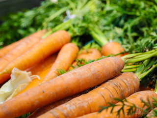 Orange carrots with green leaves in market. Vegetables background