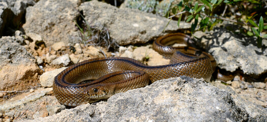 Treppennatter // Ladder snake (Zamenis scalaris / Rhinechis scalaris) - Menorca, Spanien