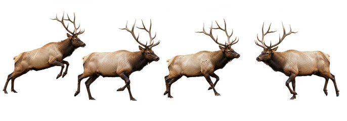 Set Of Reindeer isolated on transparent background, Christmas Reindeer PNG  